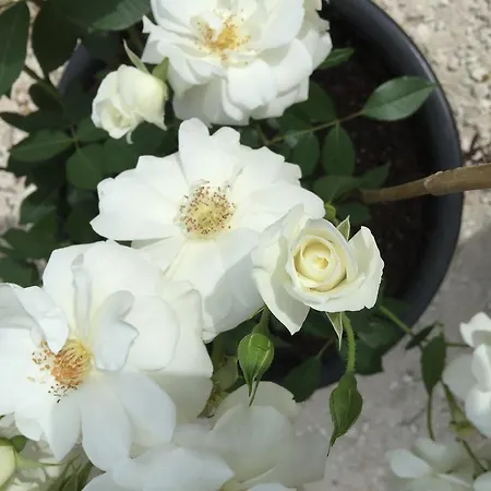 Le Verger De Sauvebonne 3* Йер