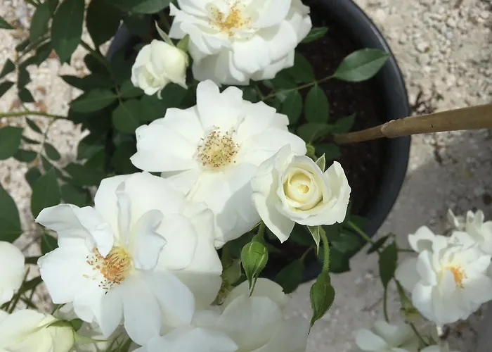 Le Verger De Sauvebonne 3* Hyeres