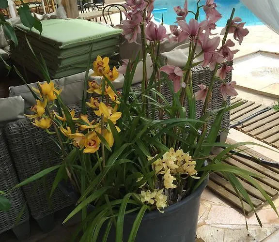 Oda ve Kahvaltı Le Verger De Sauvebonne Hyères