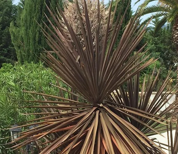 Le Verger De Sauvebonne Oda ve Kahvaltı Hyères